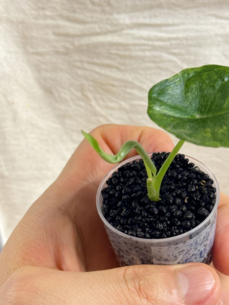 (S급 산반무늬)알로카시아 드래곤브레스 바리에가타 왕 자구묘--1