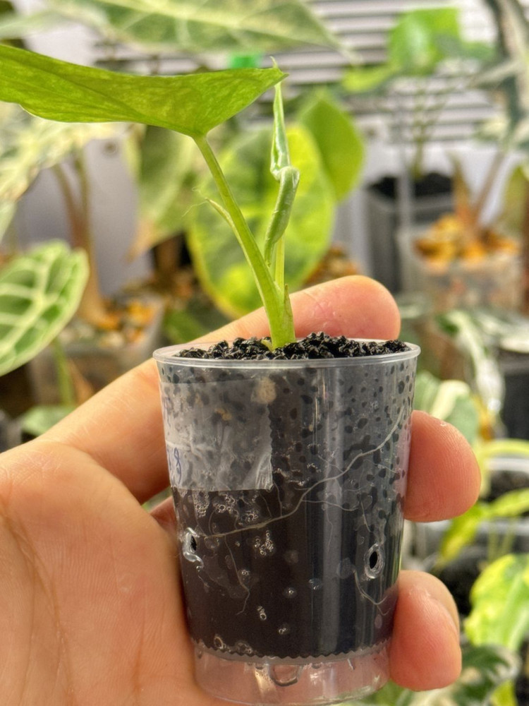 (S급 산반무늬)알로카시아 드래곤브레스 바리에가타 왕 자구묘--3