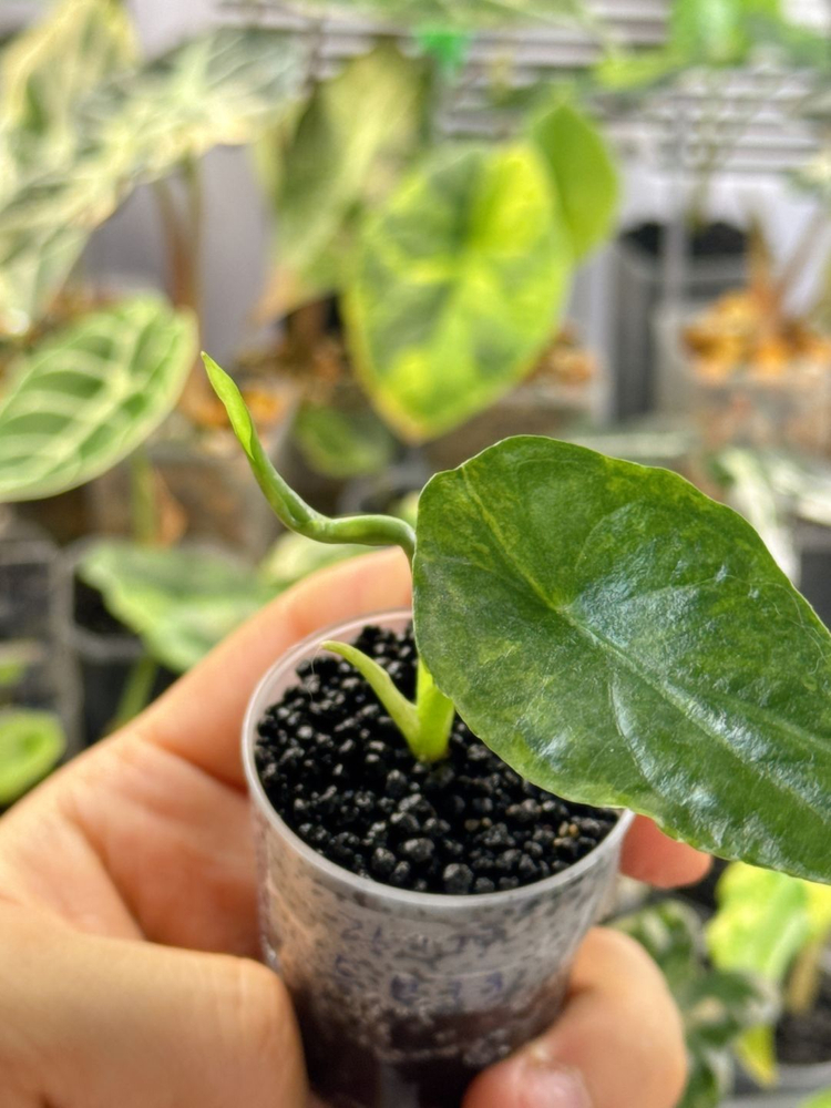 (S급 산반무늬)알로카시아 드래곤브레스 바리에가타 왕 자구묘--4