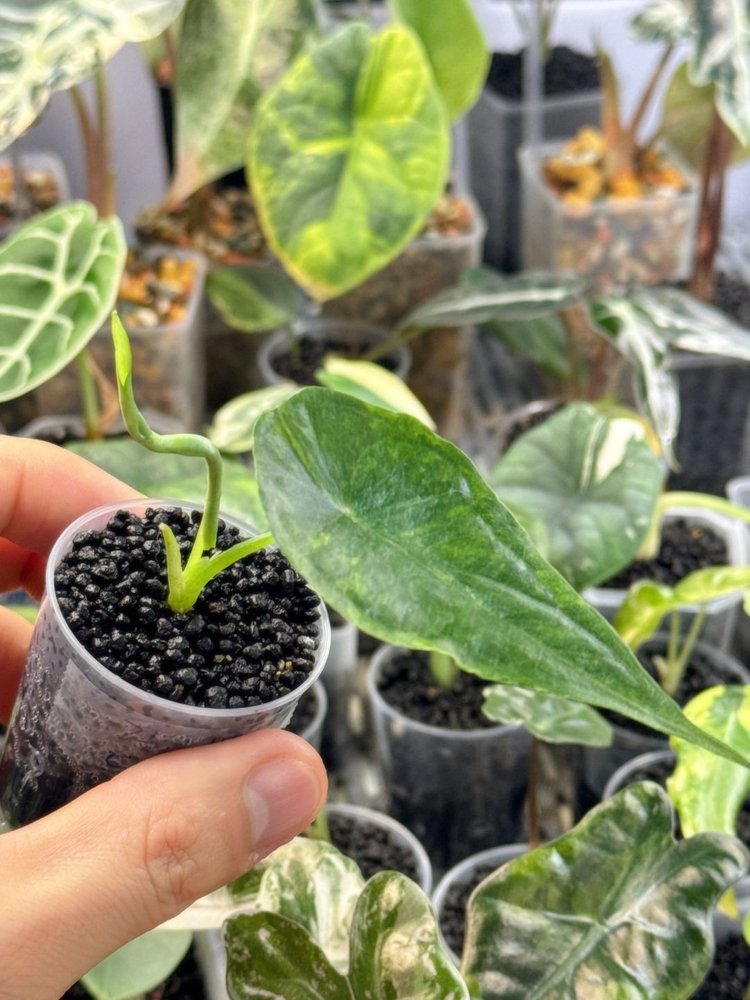 (S급 산반무늬)알로카시아 드래곤브레스 바리에가타 왕 자구묘--6