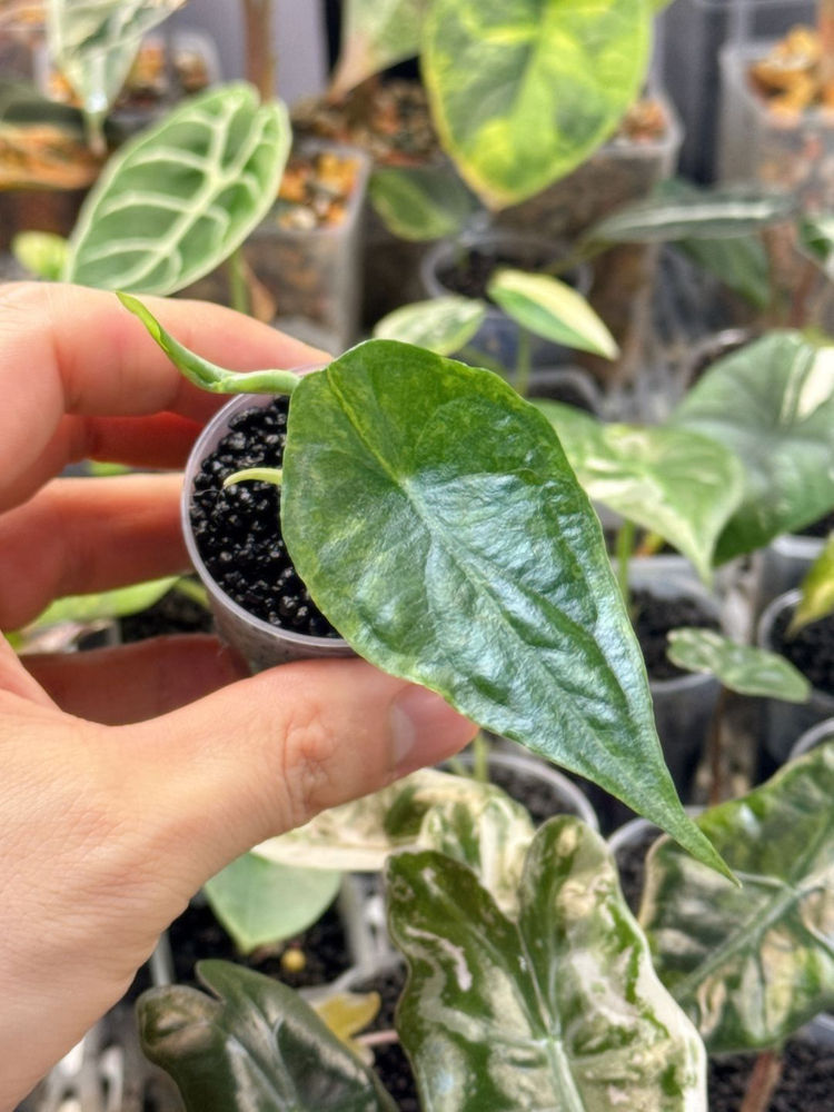 (S급 산반무늬)알로카시아 드래곤브레스 바리에가타 왕 자구묘--5