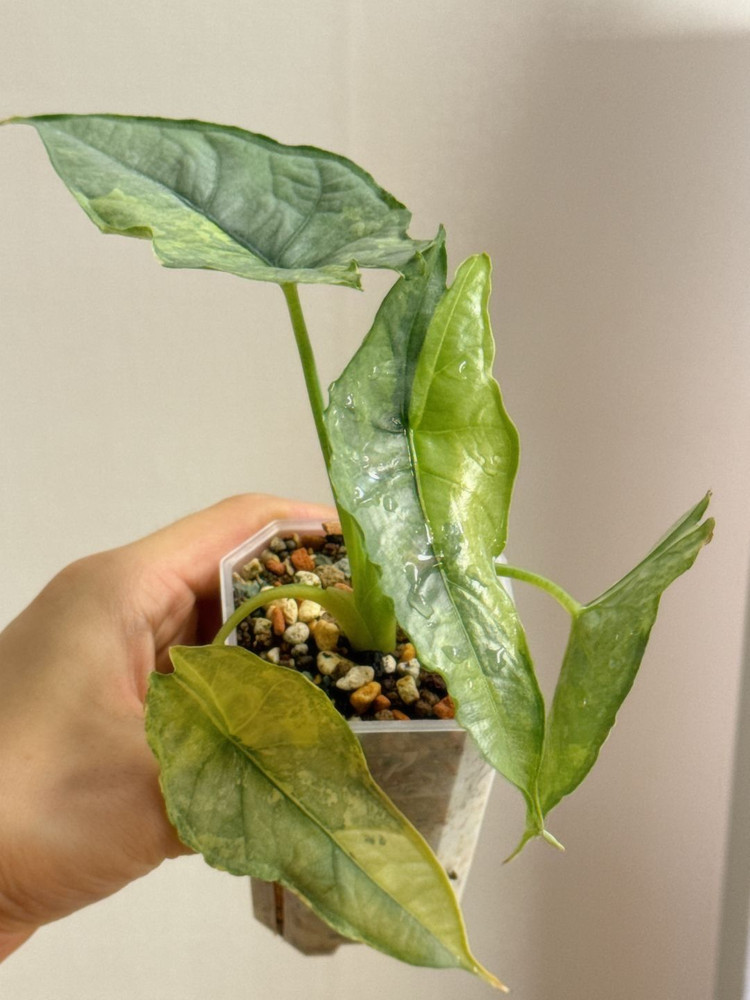 (S급 산반무늬)알로카시아 드래곤브레스 바리에가타 왕 자구묘--9