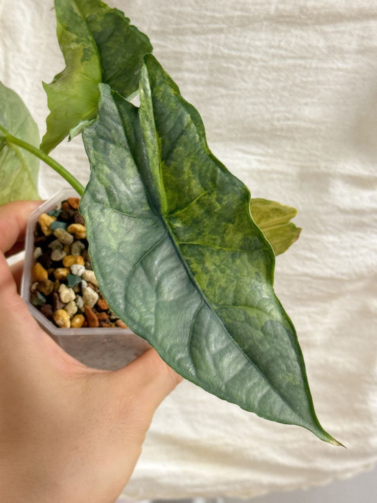 (S급 산반무늬)알로카시아 드래곤브레스 바리에가타 왕 자구묘--8