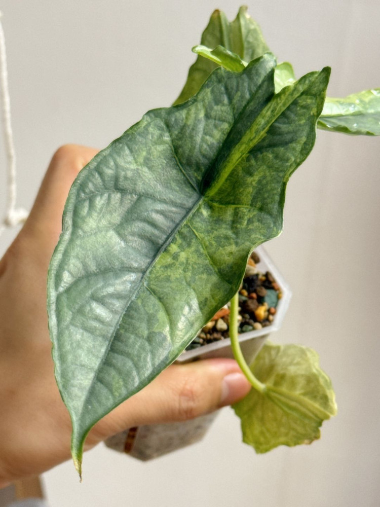 (S급 산반무늬)알로카시아 드래곤브레스 바리에가타 왕 자구묘--7