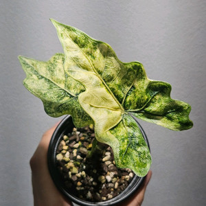 (모주급, 자촉포함)알로카시아 잭클린 미스틱