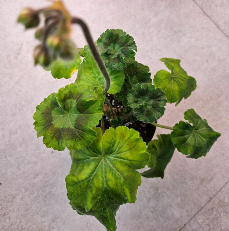 제라늄 심전설--1