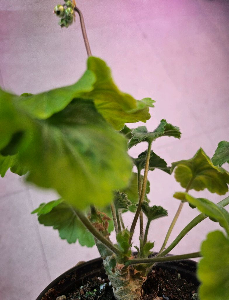 제라늄 심전설--2