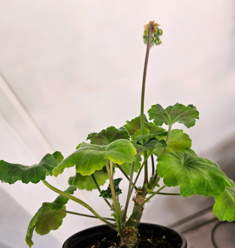 제라늄 심전설--3