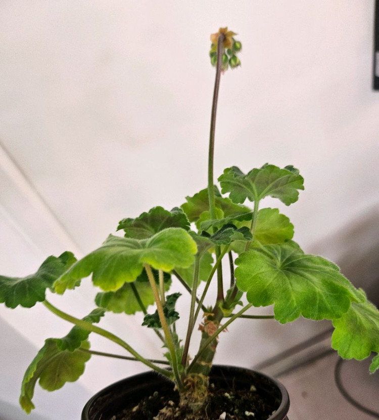 제라늄 심전설--4