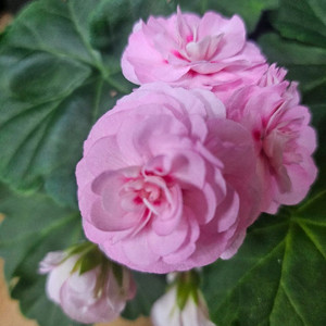 제라늄( 에릭 나이팅게일앤로즈대품)