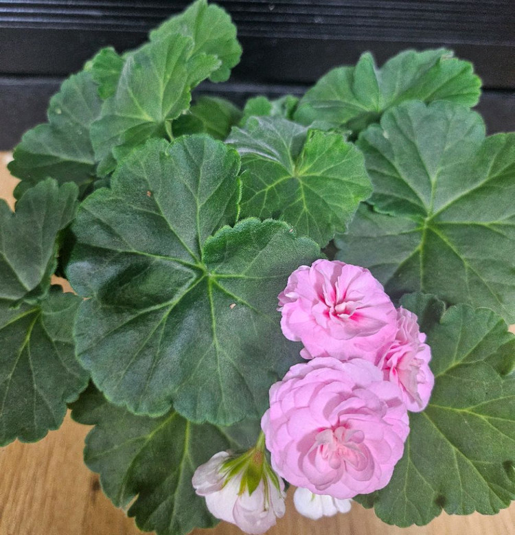 제라늄( 에릭 나이팅게일앤로즈대품)--1