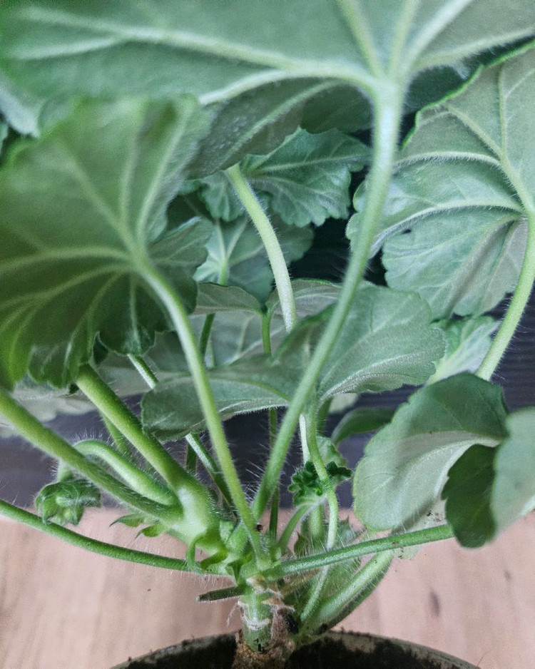 제라늄( 에릭 나이팅게일앤로즈대품)--2