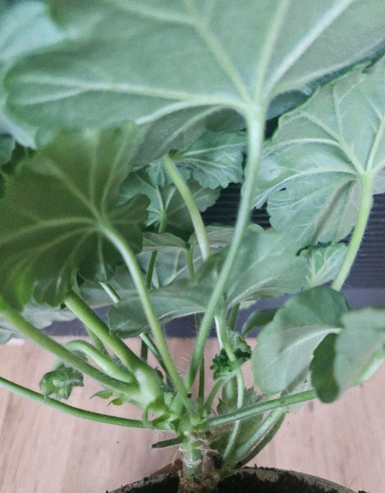 제라늄( 에릭 나이팅게일앤로즈대품)--3