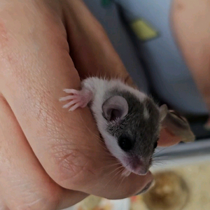 피그미 다람쥐 베이비 이미지