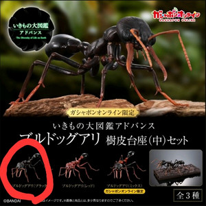 생물대도감 불독개미 온라인판 이미지