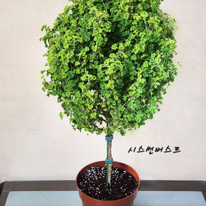 시스썬버스트 팬시제라늄 (개별분양)