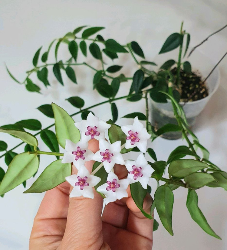 호야벨라그린--1