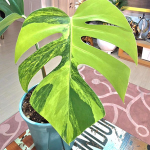 옐로우몬스테라