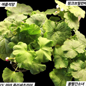 봄맞이 자리정리중 제라늄4종 사(이즈 좋아요)