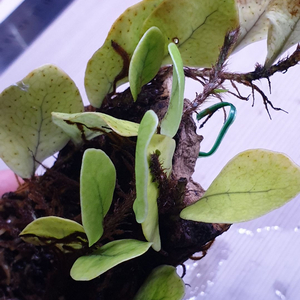 미크로소리움 링귀포르메 부작