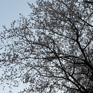 아이패드 에어 4/5삽니다