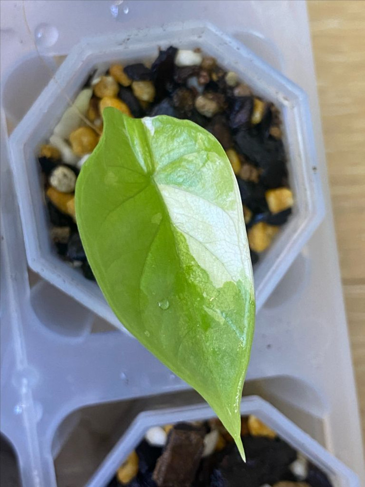 알로카시아 실버드래곤화이트 바리에가타(안스,호야x)--1