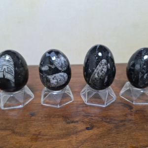 가격할인>인테리어소품 >오소세라스 >화석 >에그스톤>수석,원석,광물 이미지