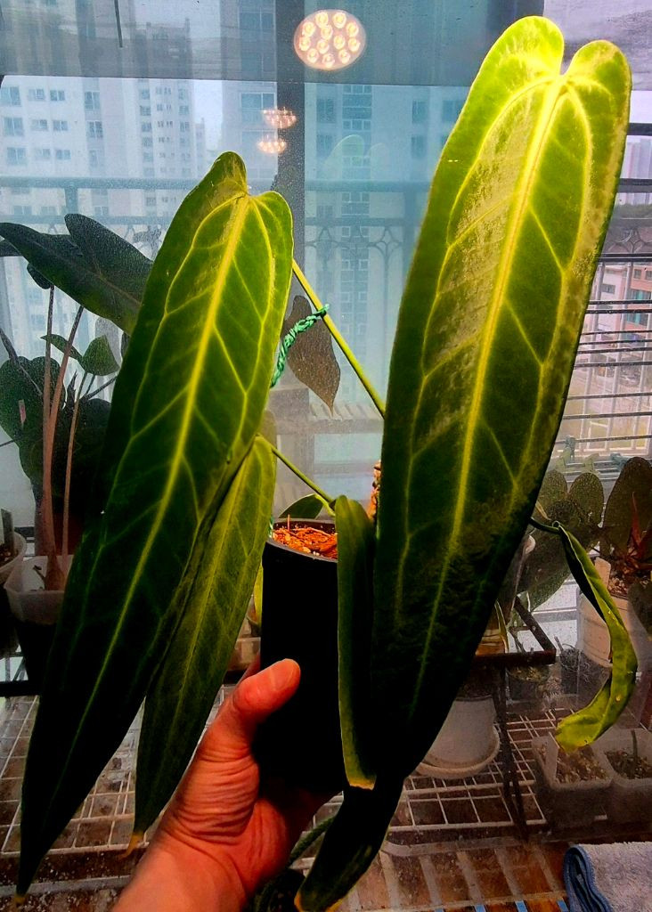 (가격내림)안스리움 와로쿠아넘(Anthurium warocqueanum) 이미지