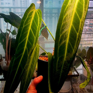 (가격내림)안스리움 와로쿠아넘(Anthurium warocqueanum) 이미지