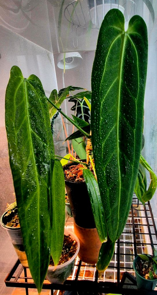 (가격내림)안스리움 와로쿠아넘(Anthurium warocqueanum) 이미지