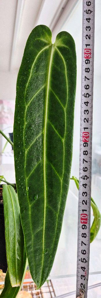 (가격내림)안스리움 와로쿠아넘(Anthurium warocqueanum) 이미지