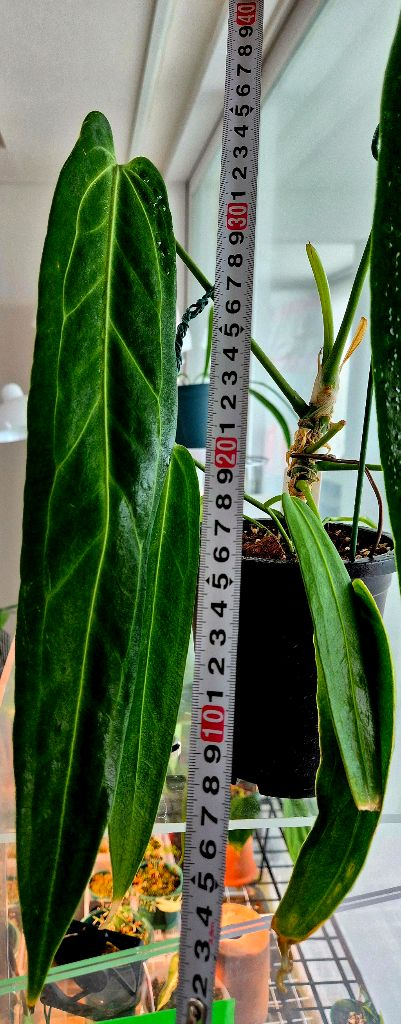 (가격내림)안스리움 와로쿠아넘(Anthurium warocqueanum) 이미지