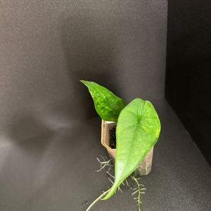 알로카시아 드래곤 블레스 바리에가타