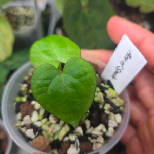 안스리움 에오스