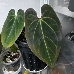 안스리움 파필릴라미넘