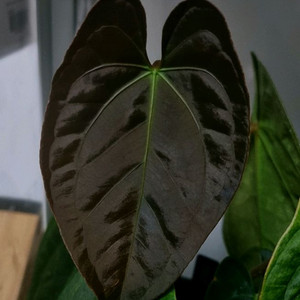 안스리움 파필릴라미넘 x 에오스