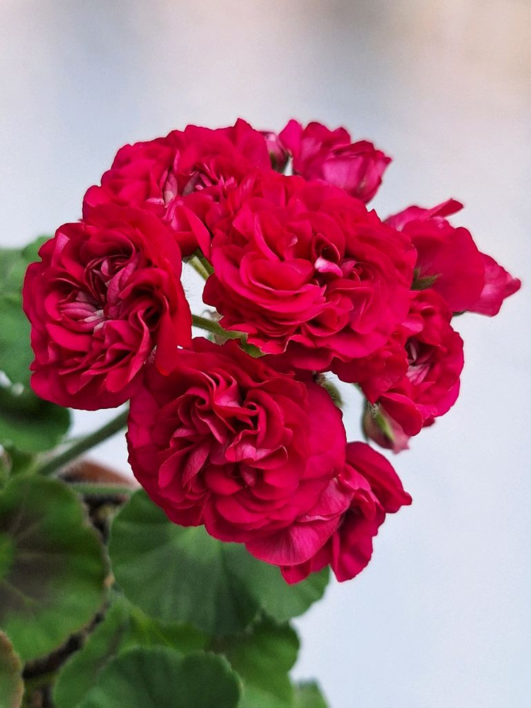 제라늄5종세트--1