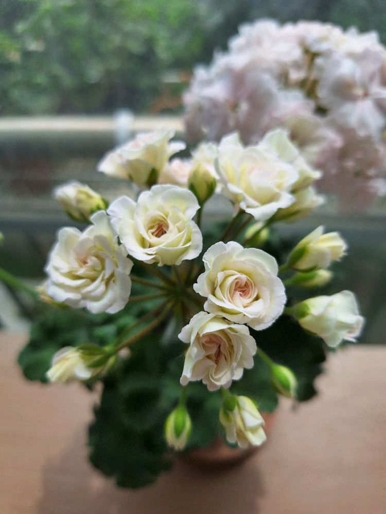 제라늄5종세트--2