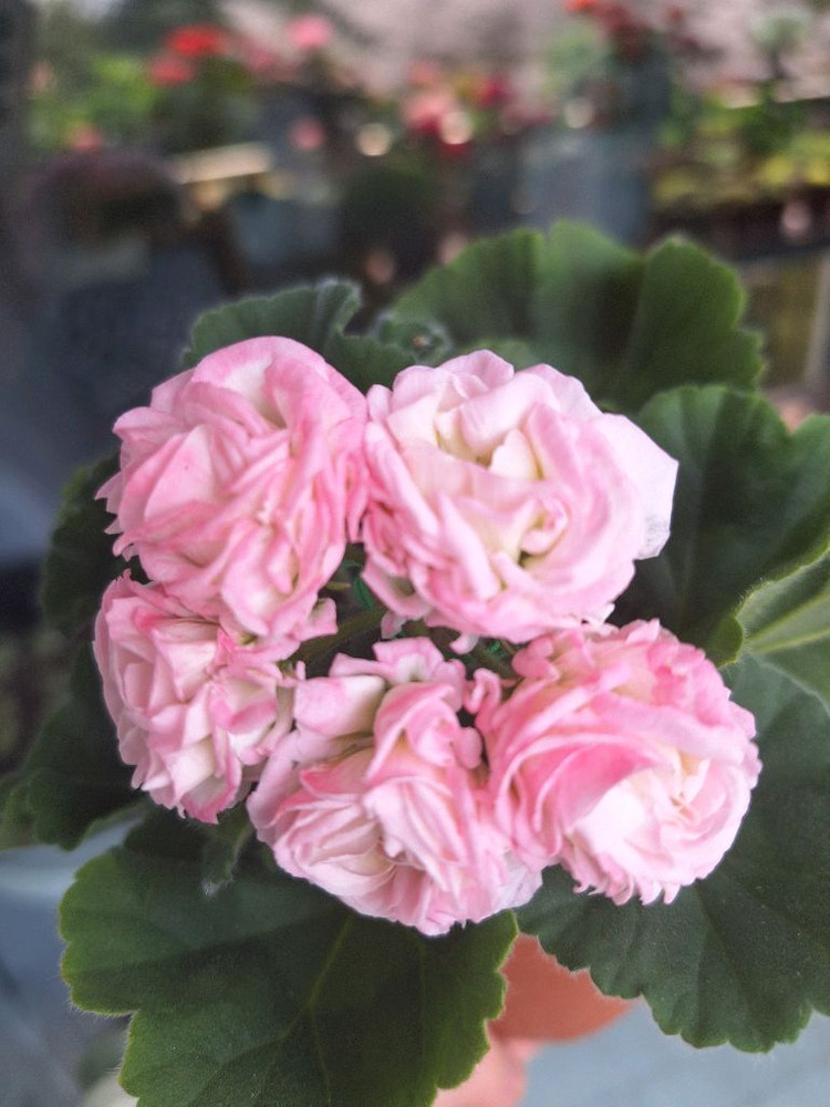 제라늄5종세트--4