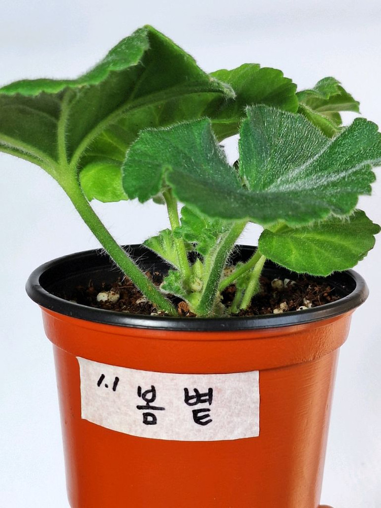 제라늄5종세트--6