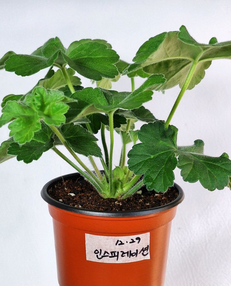 제라늄5종세트--7