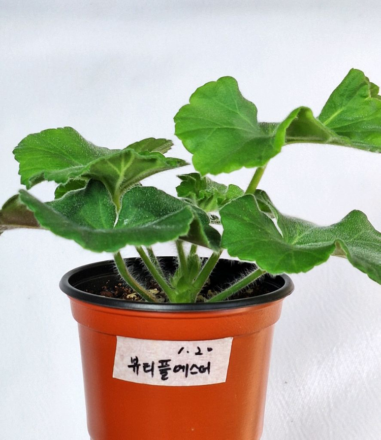 제라늄5종세트--8