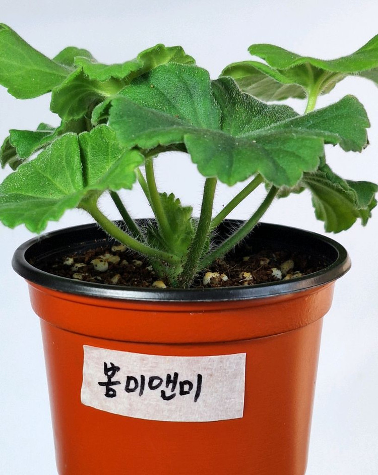 제라늄5종세트--9