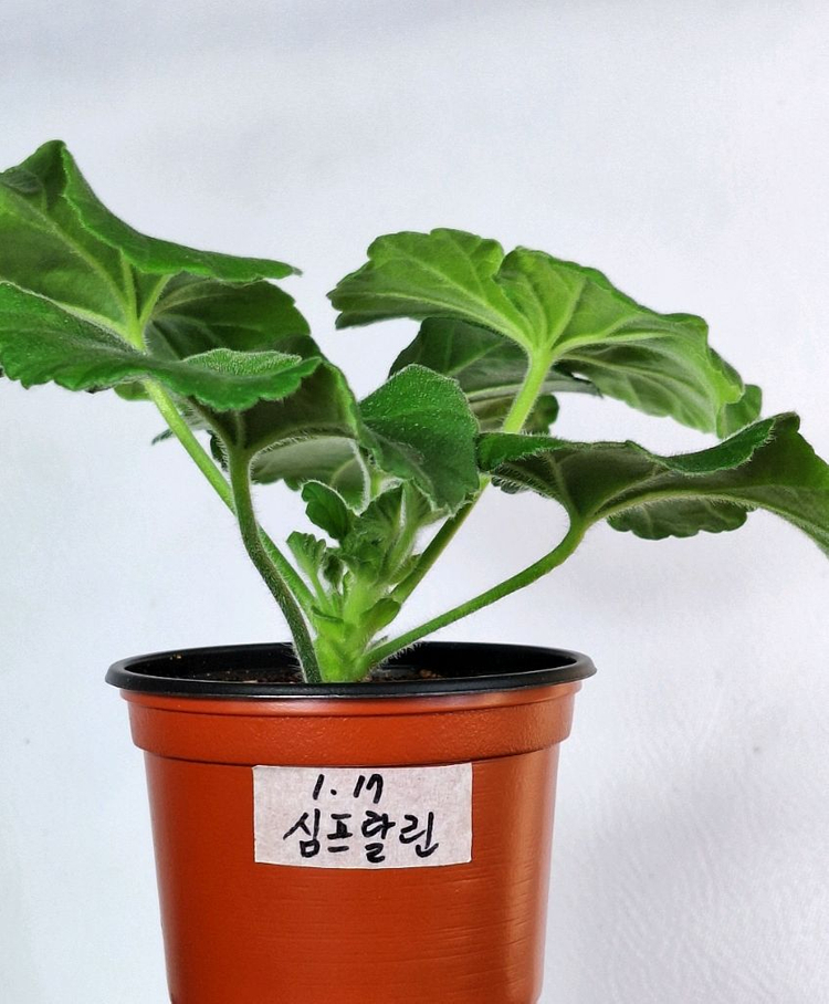 제라늄5종세트--5