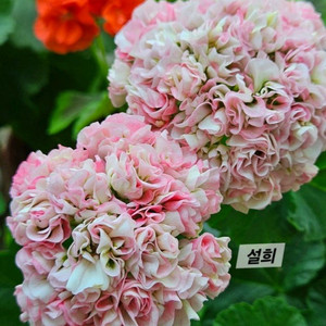 제라늄5종 이미지