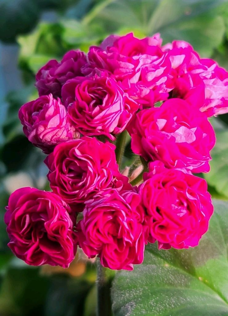 제라늄5종세트--3