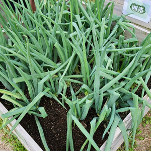 삼동파 개당 1천원 / 삼동거리파 삼층파 토종파 대파 텃밭 주말농장 모종 주아 자구 이미지