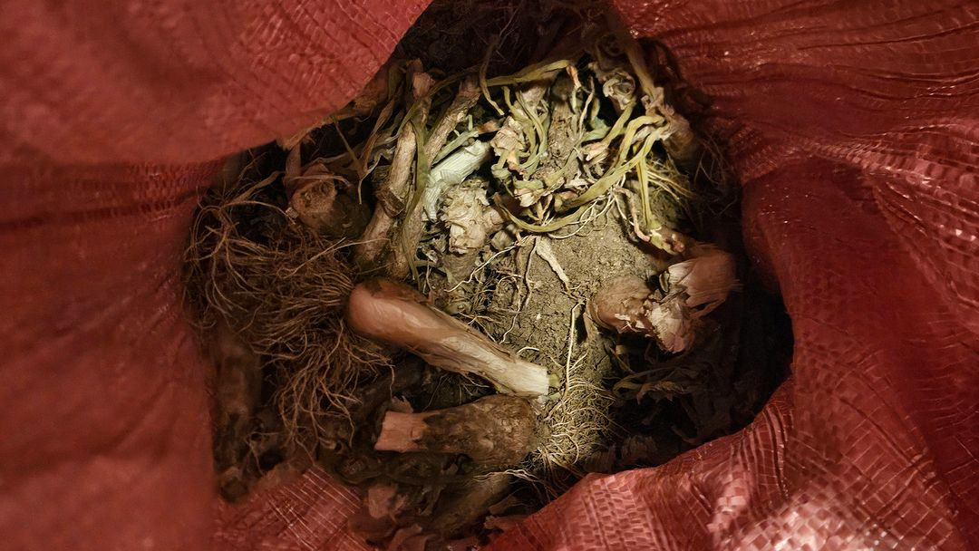 삼동파 개당 1천원 / 삼동거리파 삼층파 토종파 대파 텃밭 주말농장 모종 주아 자구 이미지