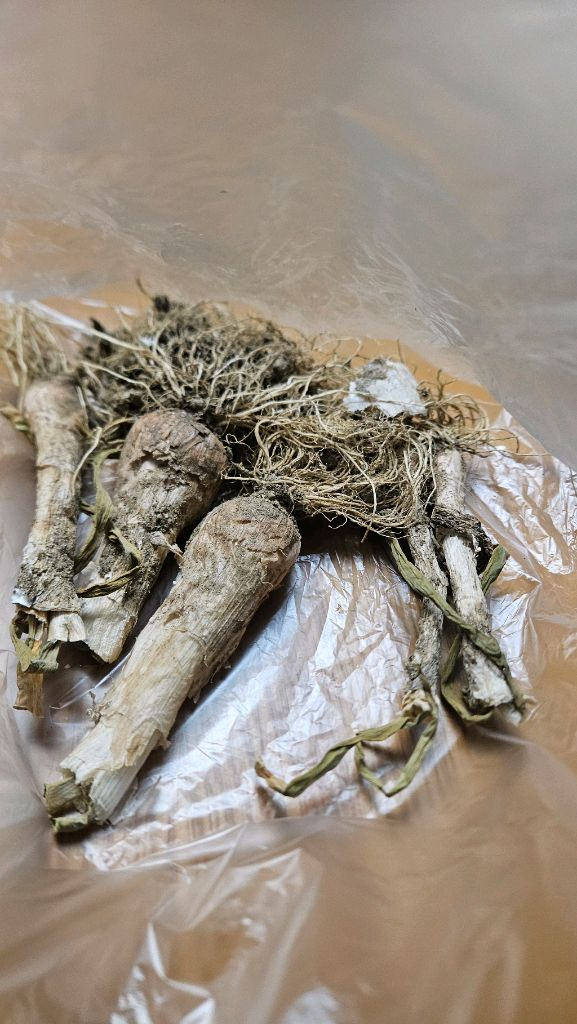 삼동파 개당 1천원 / 삼동거리파 삼층파 토종파 대파 텃밭 주말농장 모종 주아 자구 이미지