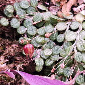 플레로탈리스 드레스레리 Pleurothallis Dressleri